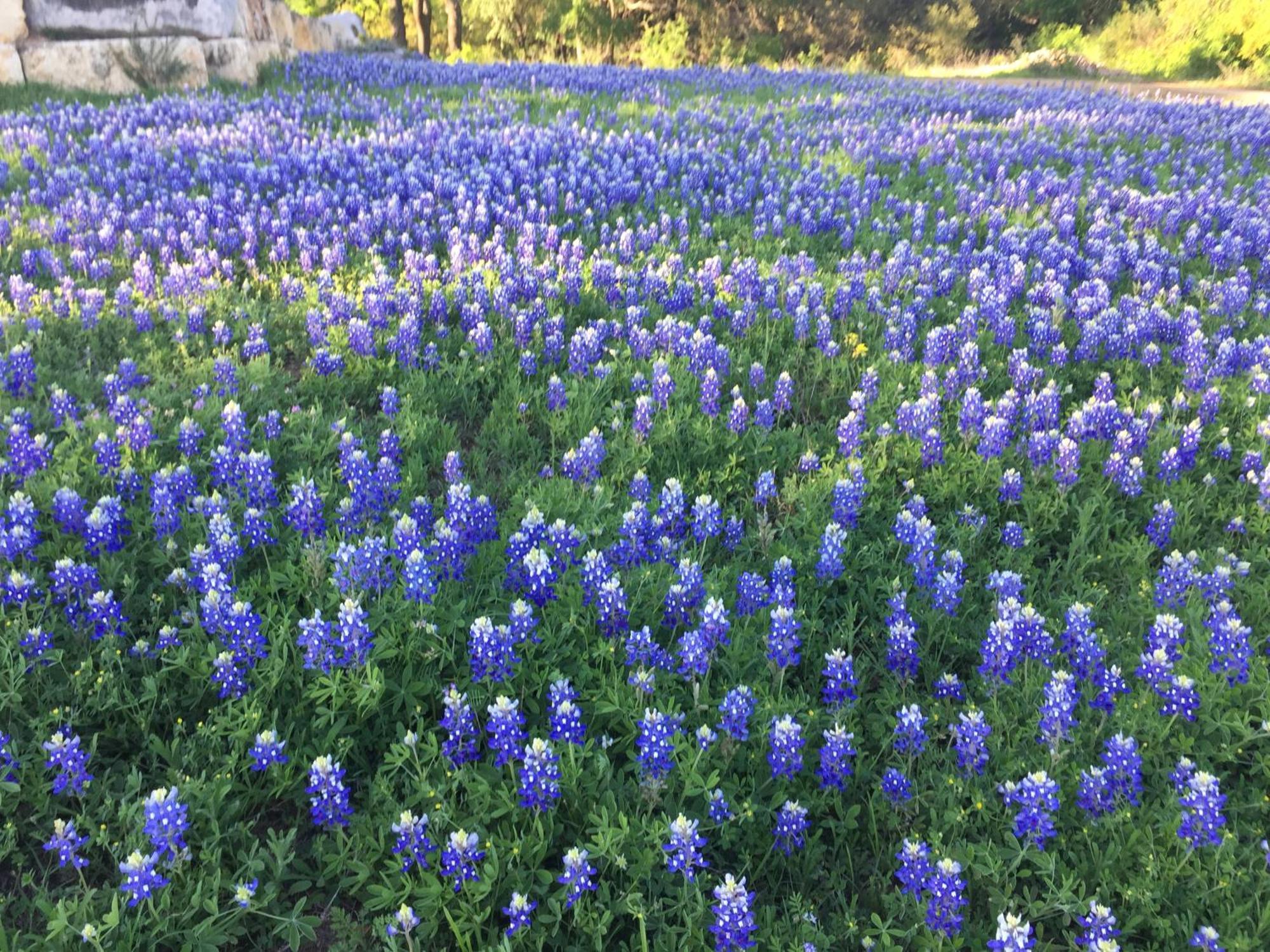 V700 Ranch Stays Marble Falls Exteriör bild