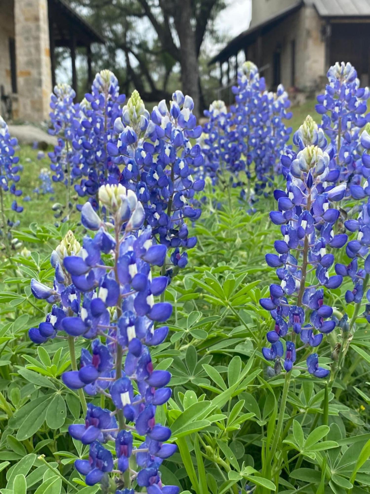 V700 Ranch Stays Marble Falls Exteriör bild